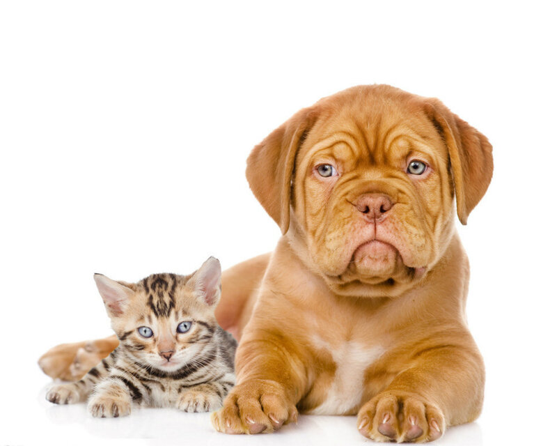 Bengal Kitten and Dog Puppy — Brown