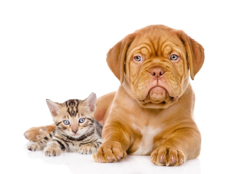 Bengal Kitten and Dog Puppy
