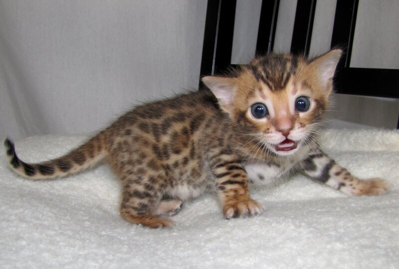 Bengal Kitten — Brown, Curious