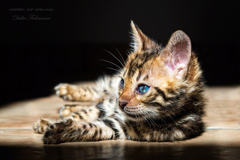 Bengal Kitten — Brown