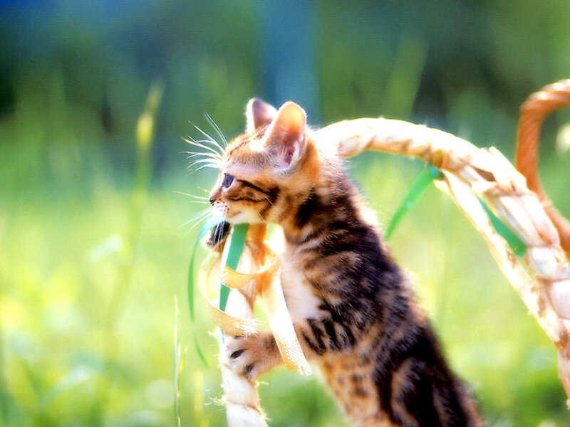 Bengal Kitten in Basket
