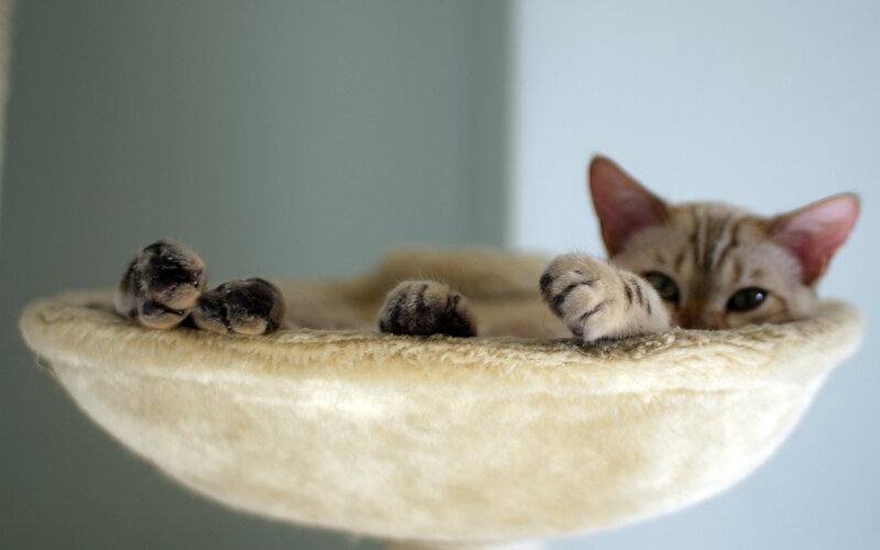 Bengal Kitten in Bed