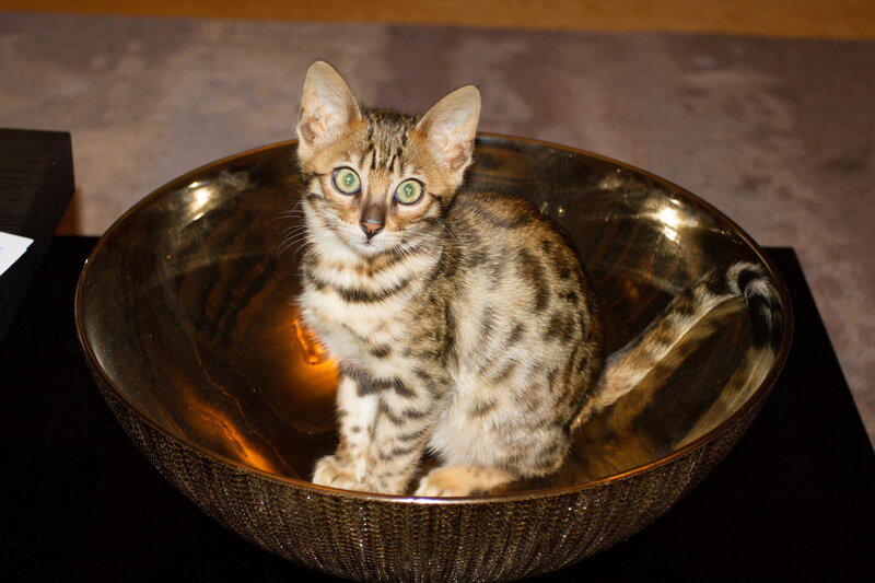 Bengal Kitten in Bowl