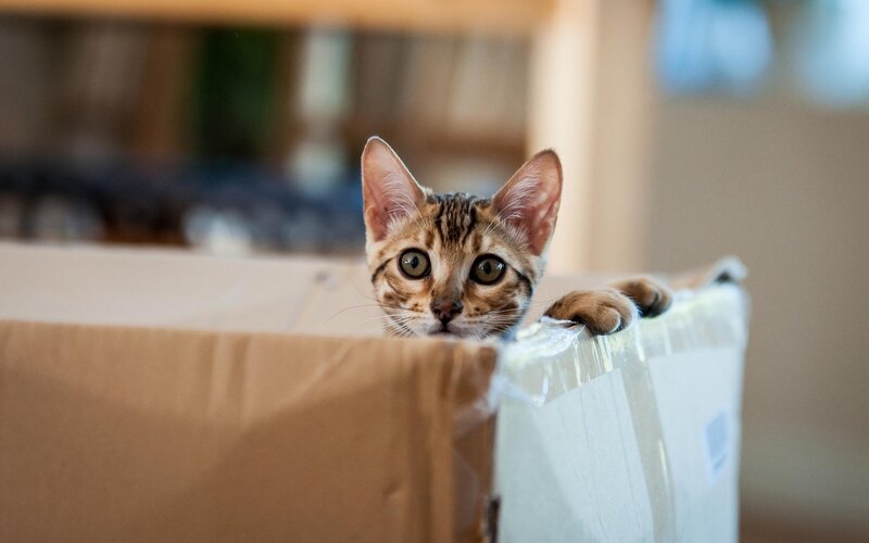 Bengal Kitten in Box — Brown