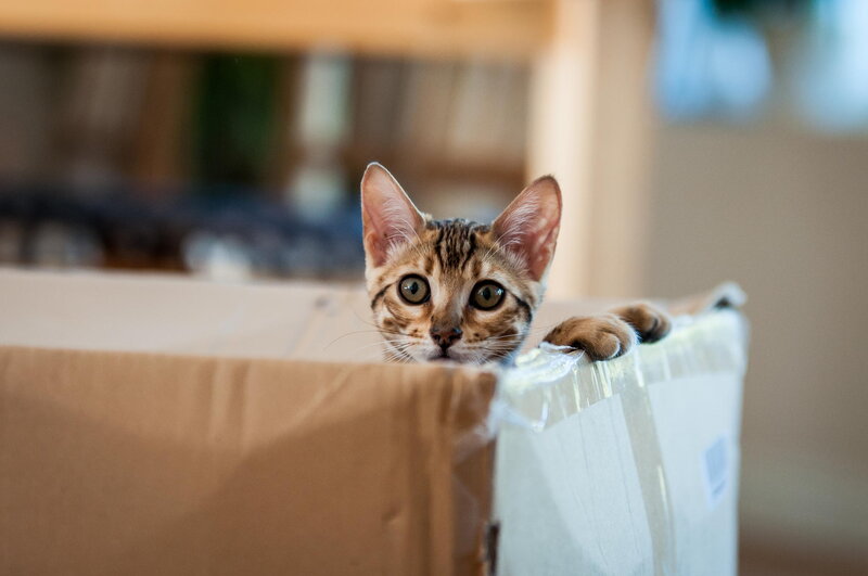 Bengal Kitten in Box