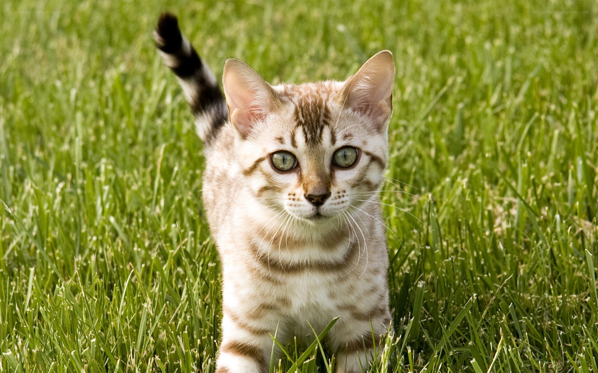 Bengal kitten in grass