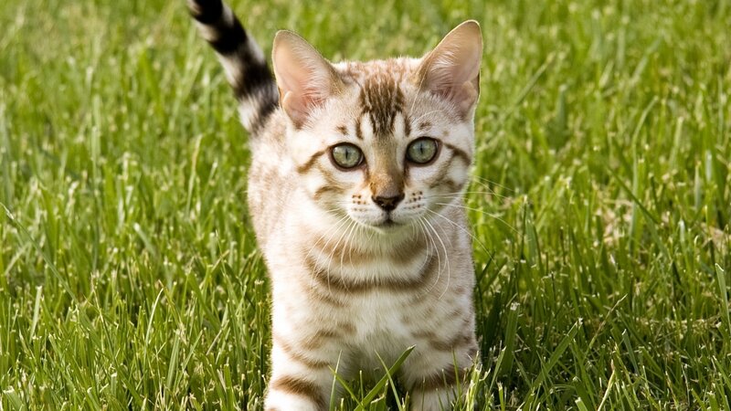 Bengal Kitten in Grass — Green, Calm, Afternoon, Photograph, Tail