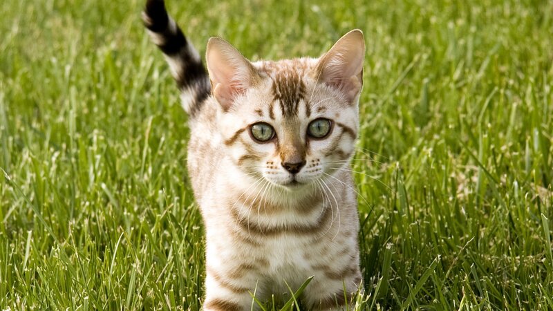 Bengal Kitten in Grass — Green, Calm, Afternoon