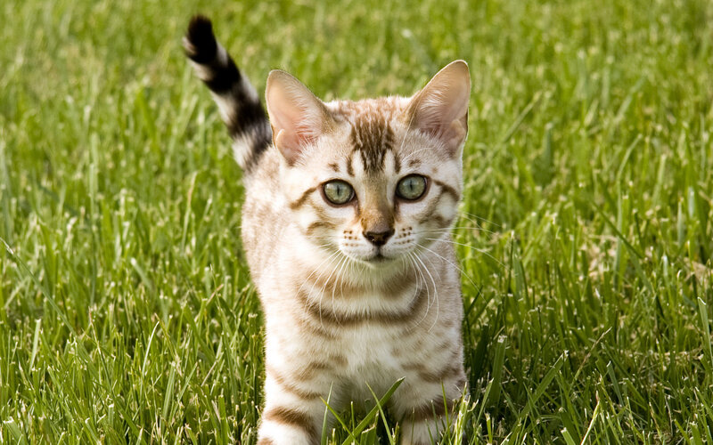 Bengal Kitten in Grass — Green, Calm