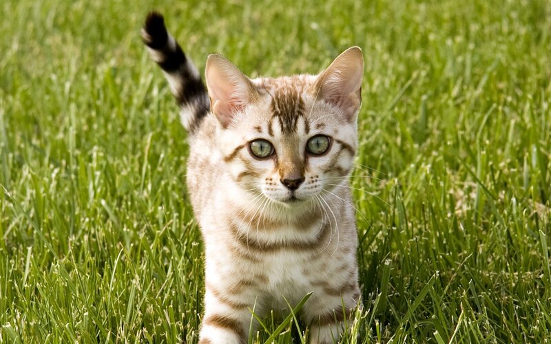 Bengal Kitten in Grass — Green, Curious