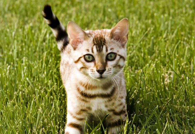 Bengal Kitten in Grass — Green