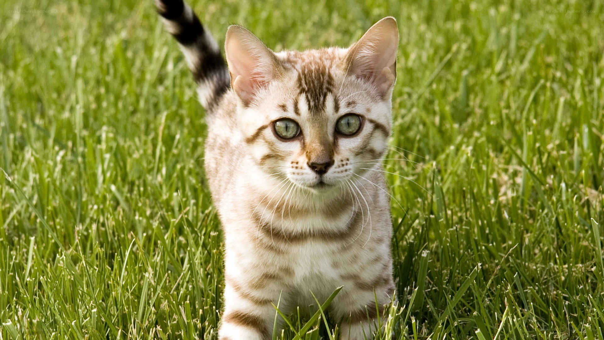 Bengal kitten in grass