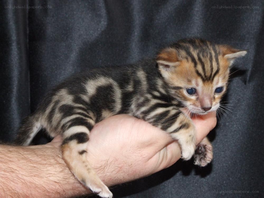 Bengal kitten in hand