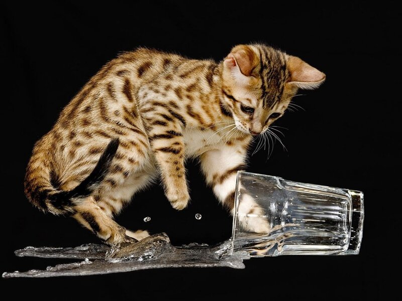 Bengal Kitten Knocking over Glass — Black