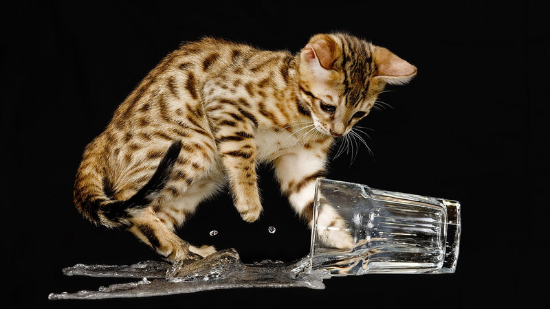 Bengal Kitten Knocking over Glass — Brown, Dramatic, Photograph
