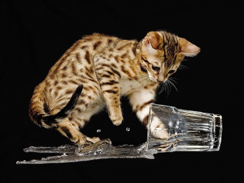 Bengal Kitten Knocking over Glass — Brown, Dramatic, Photograph, Water