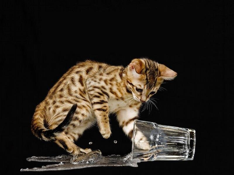 Bengal Kitten Knocking over Glass — Brown, Dramatic