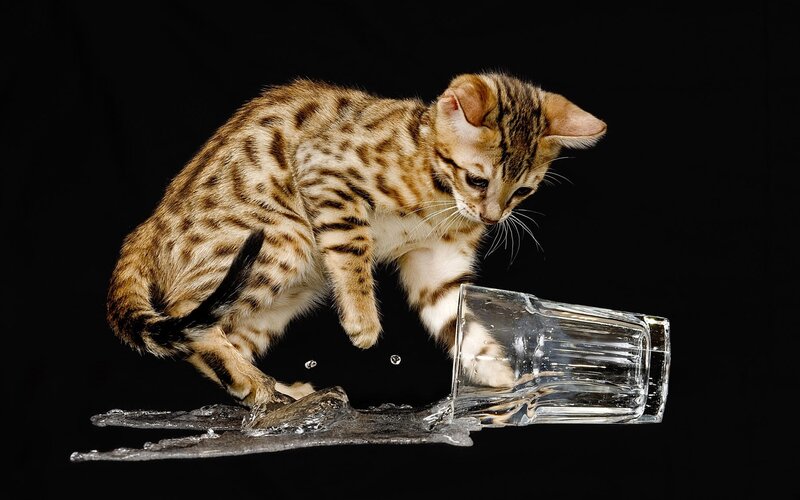 Bengal Kitten Knocking over Glass — Brown