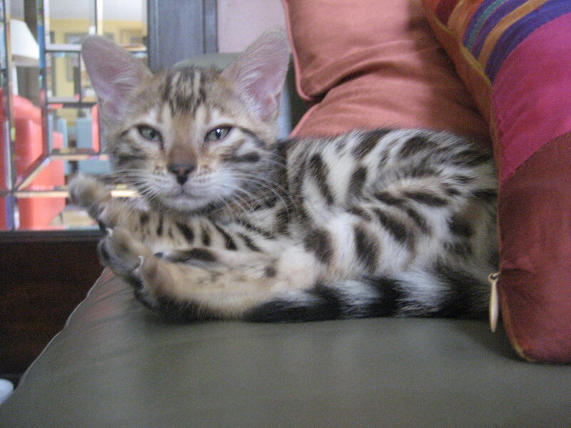 Bengal kitten on a couch