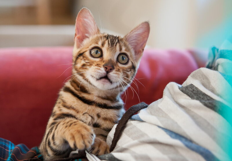 Bengal Kitten on Blanket