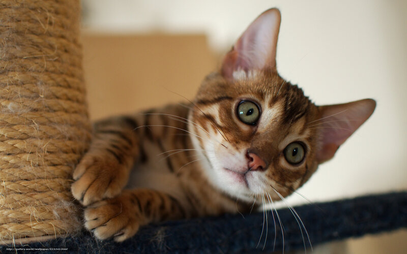 Bengal Kitten on Cat Tree — Brown