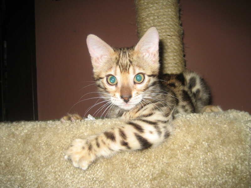 Bengal kitten on cat tree