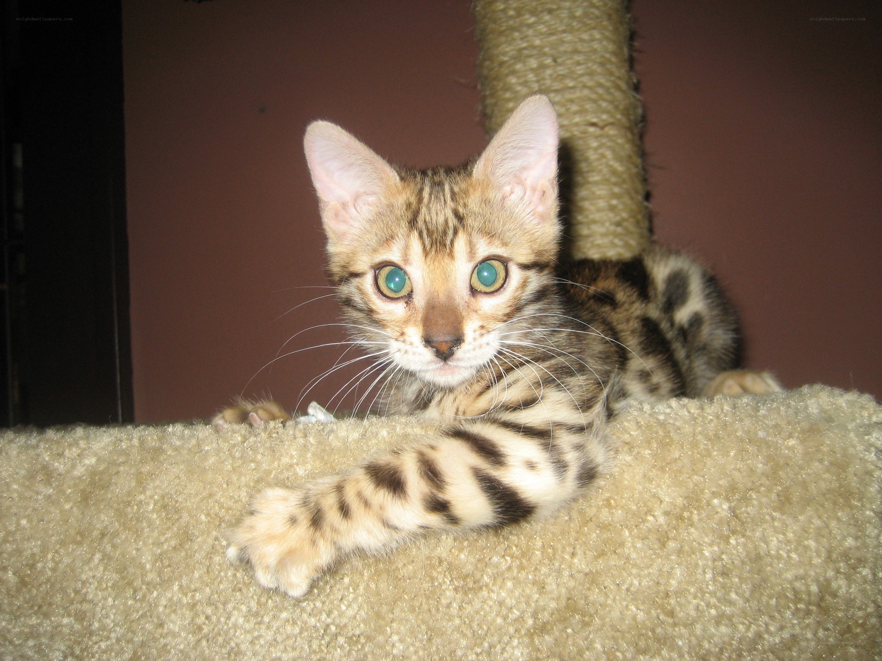 Bengal kitten on cat tree