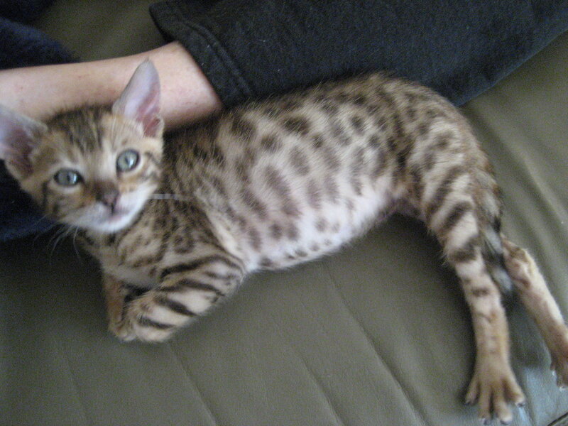 Bengal kitten on lap