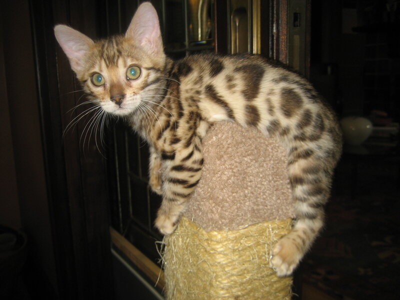 Bengal kitten on scratching post