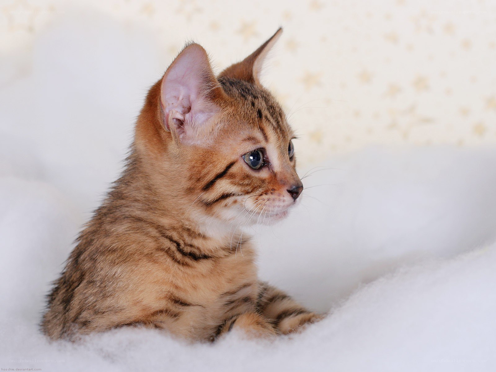 Bengal kitten on white blanket