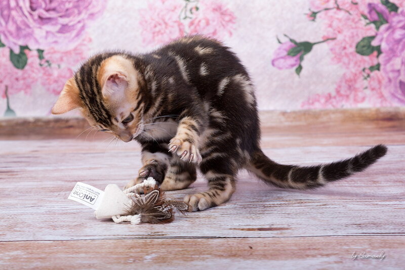 Bengal Kitten Playing — Brown
