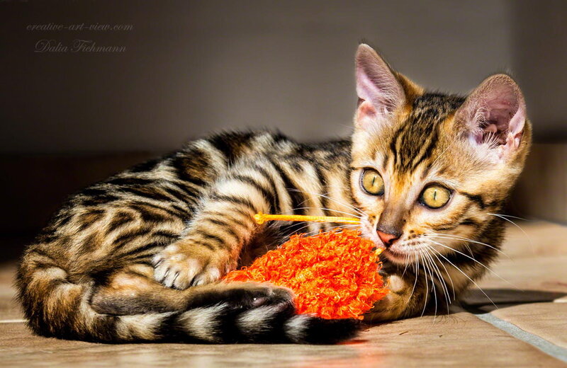 Bengal Kitten Playing