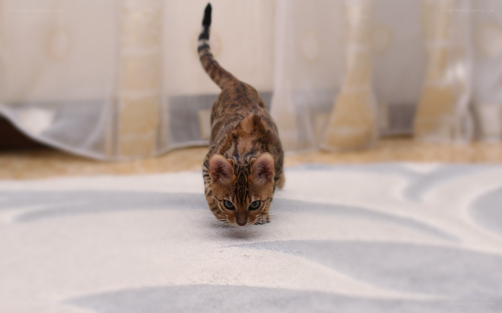 Bengal kitten walking on rug