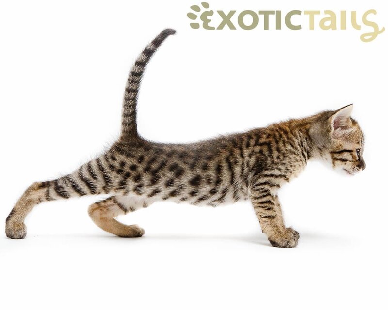 Bengal kitten walking