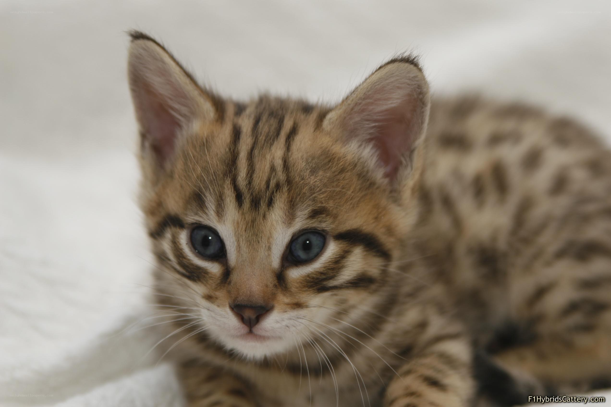 Bengal kitten with blue eyes