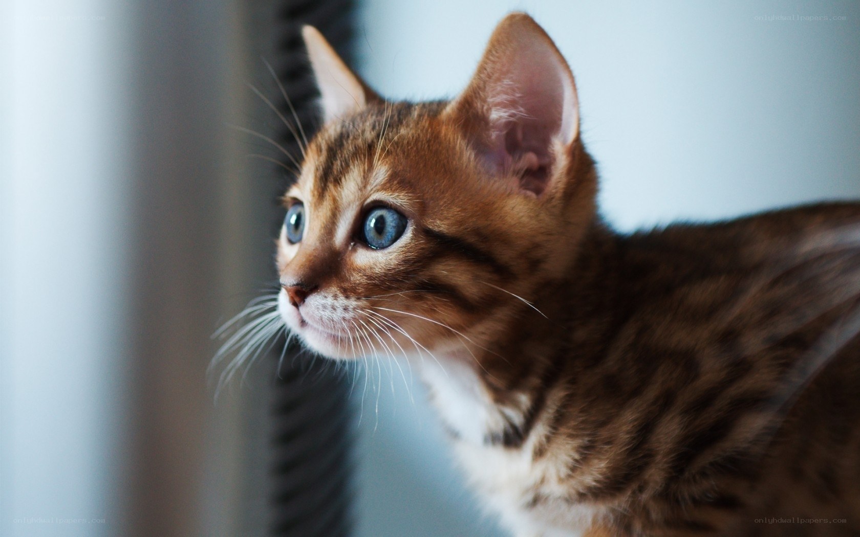 Bengal kitten with blue eyes