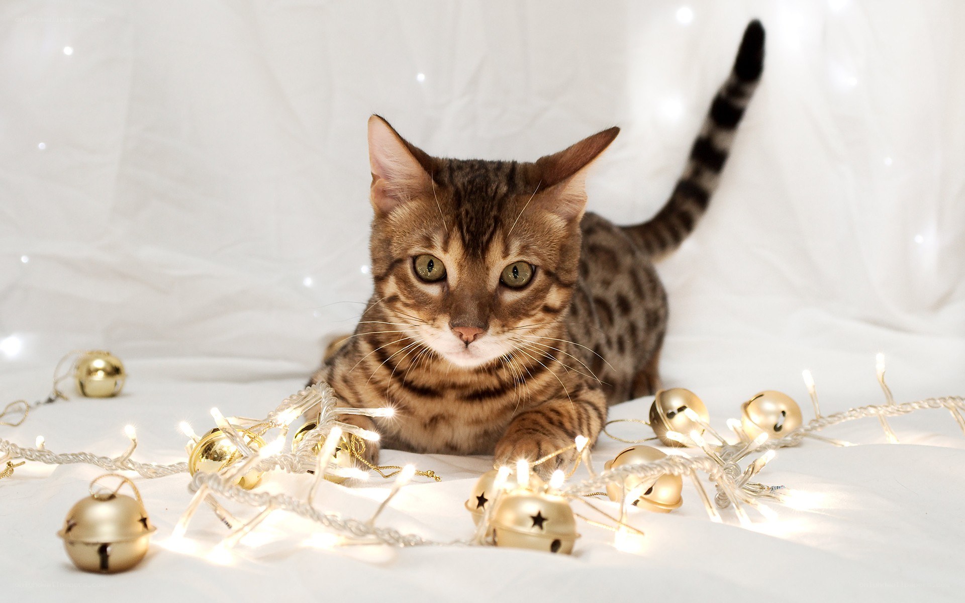 Bengal kitten with holiday lights