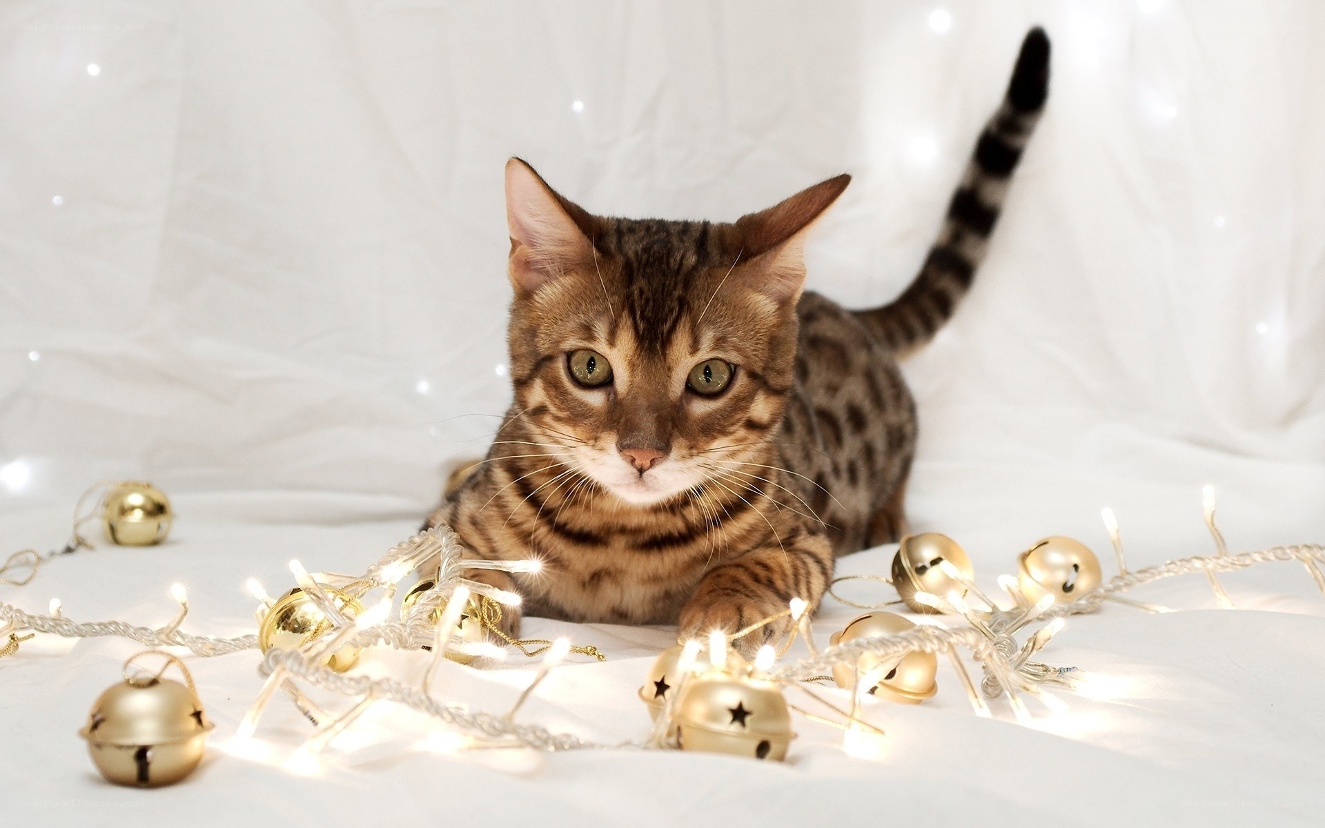 Bengal kitten with holiday lights