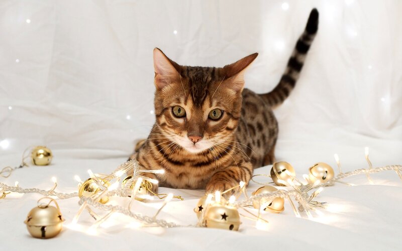 Bengal Kitten with Lights