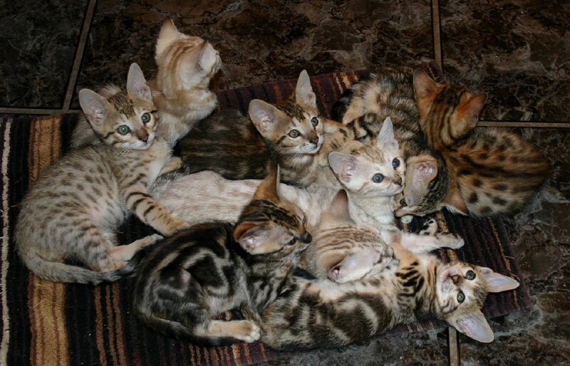 Bengal Kittens Huddled