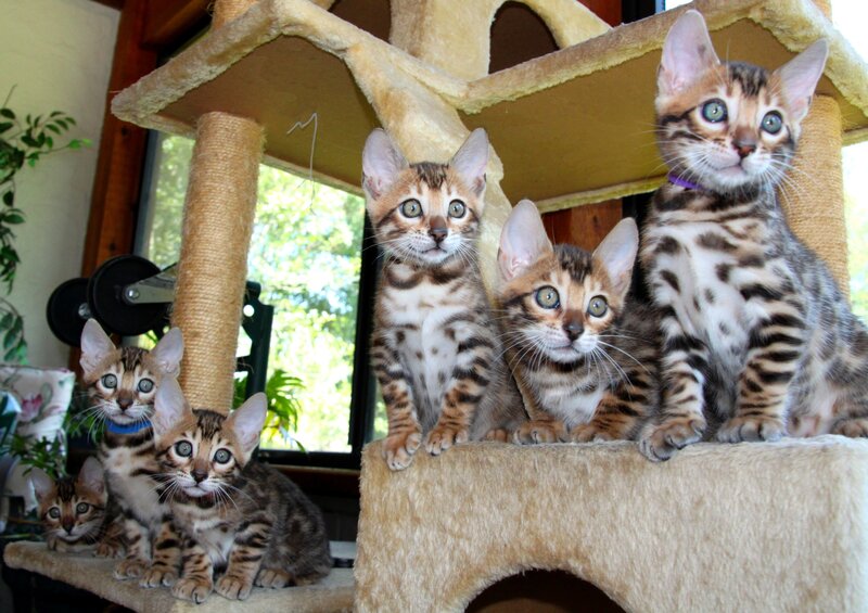 Bengal Kittens on Cat Tree