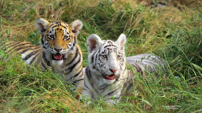 Bengal Tiger Cubs