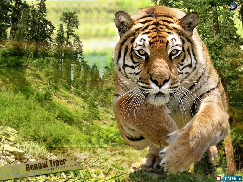 Bengal Tiger Running — Green