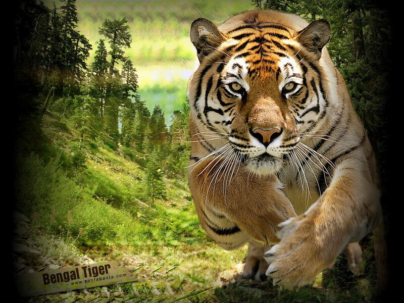 Bengal Tiger Running