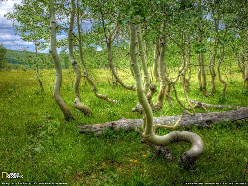 Bent aspen trees in a meadow