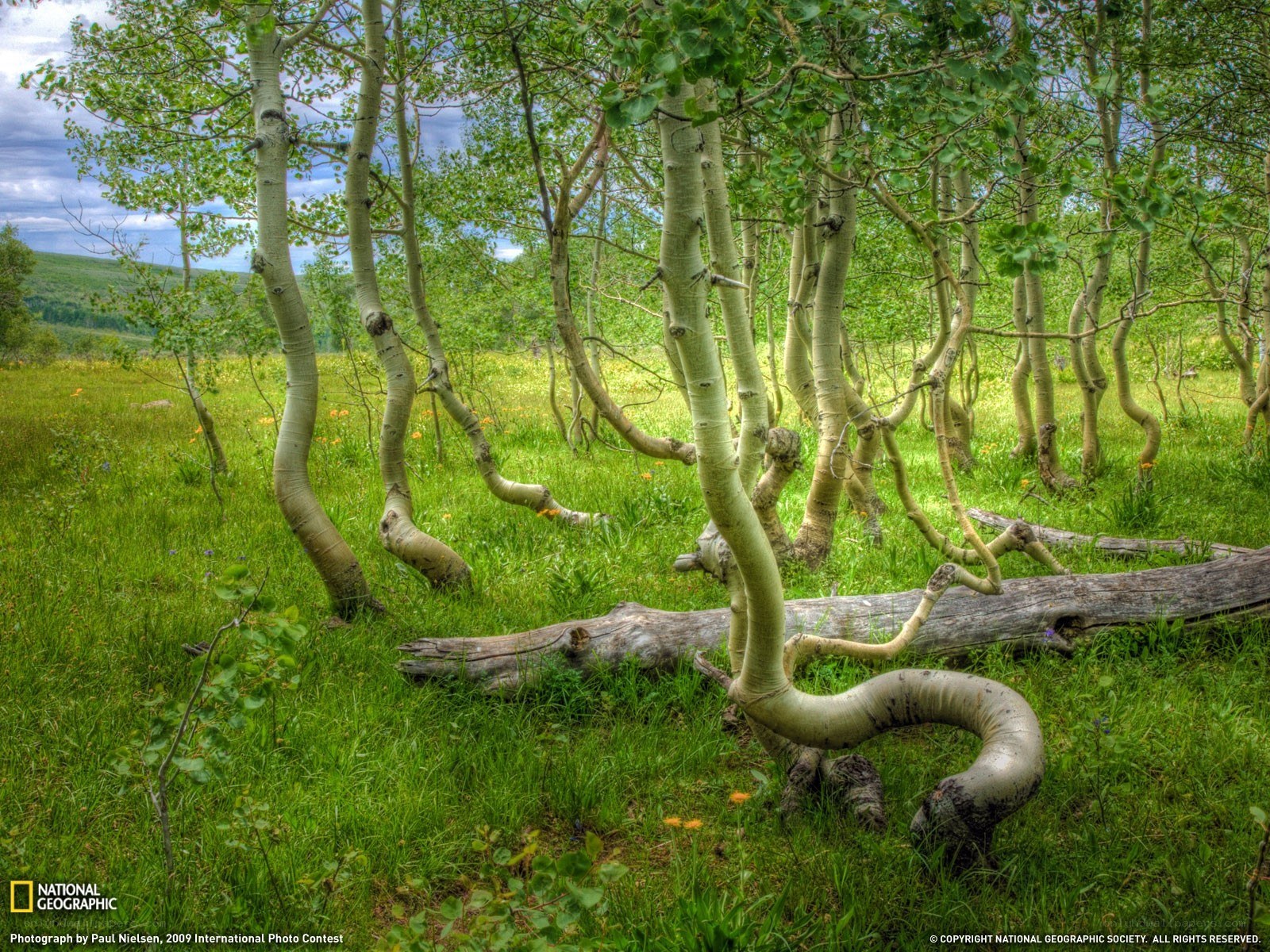 Bent aspen trees in a meadow
