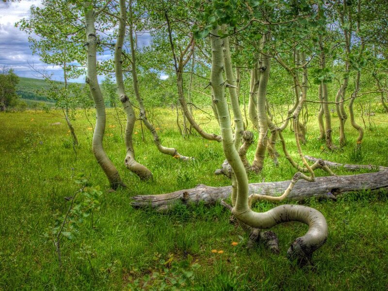 Bent Aspen Trees