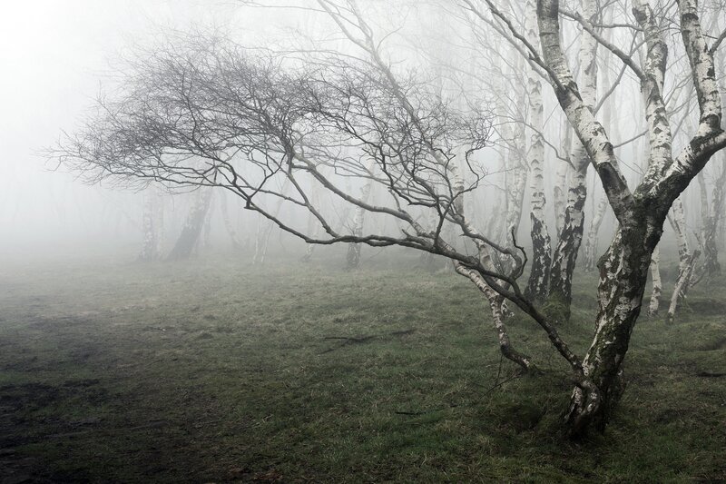 Bent Birch Tree in Fog