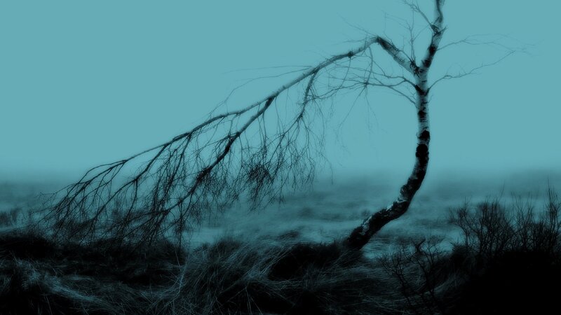 Bent Birch Tree — Teal