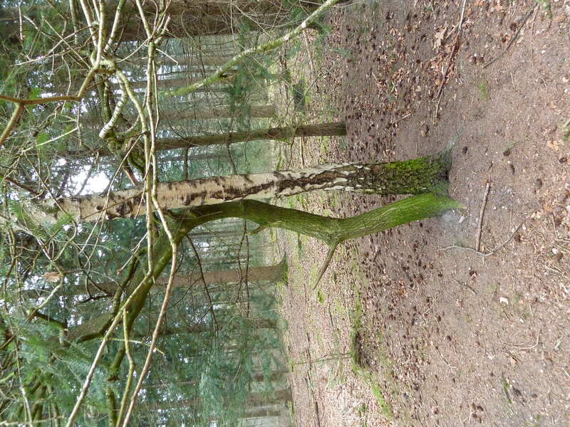 Bent Birch Tree